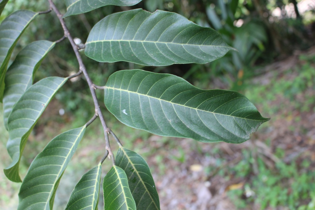 Artocarpus zeylanicus (F.M.Jarrett) E.M.Gardner & Zerega